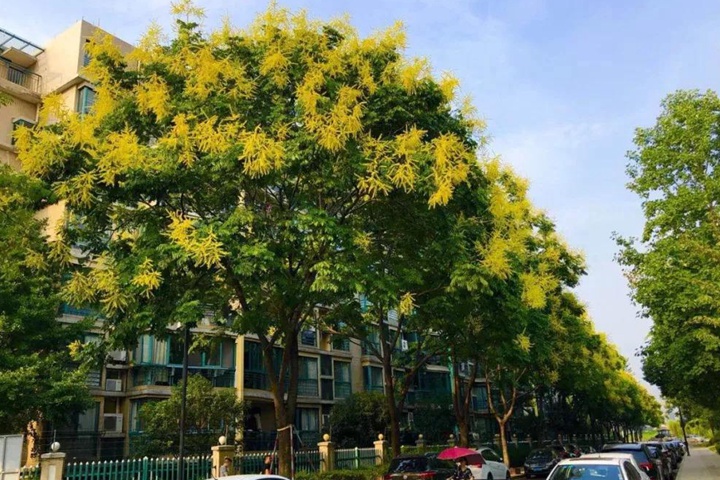 黃山欒樹(shù)什么時(shí)候修剪最好