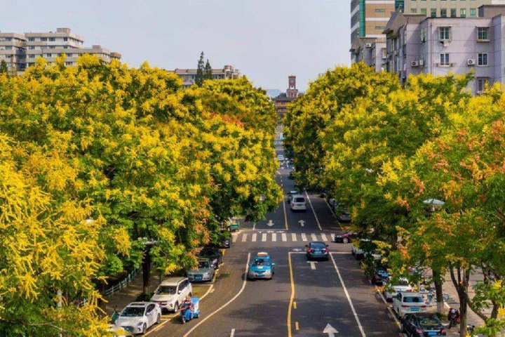 黃山欒樹(shù)什么時(shí)候修剪最好