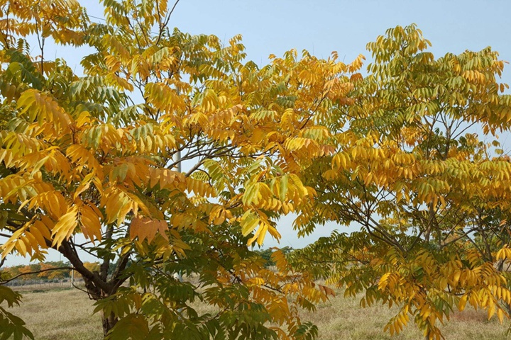 黃山欒樹(shù)什么時(shí)候修剪最好