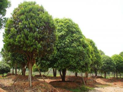 桂花樹苗圃中如何挑選好的樹苗？