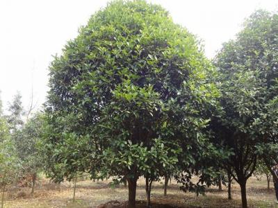 二十公分桂花樹市場參考價格是多少？