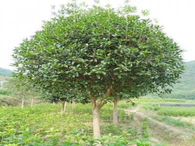 桂花樹用什么肥料最好？