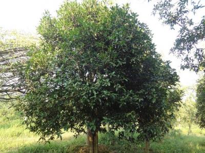 桂花樹(shù)苗多少錢一顆？