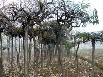 龍爪槐葉子發(fā)白、發(fā)黃是怎么回事