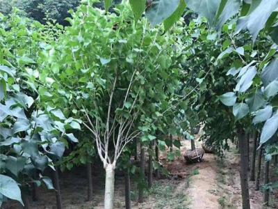 丁香樹有幾個品種,丁香樹哪個品種好