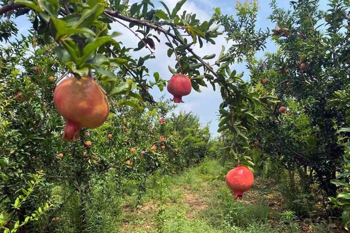 1668071294109988.jpeg 7a43b8d1e96c216e5a0b73ee85c24100.jpeg