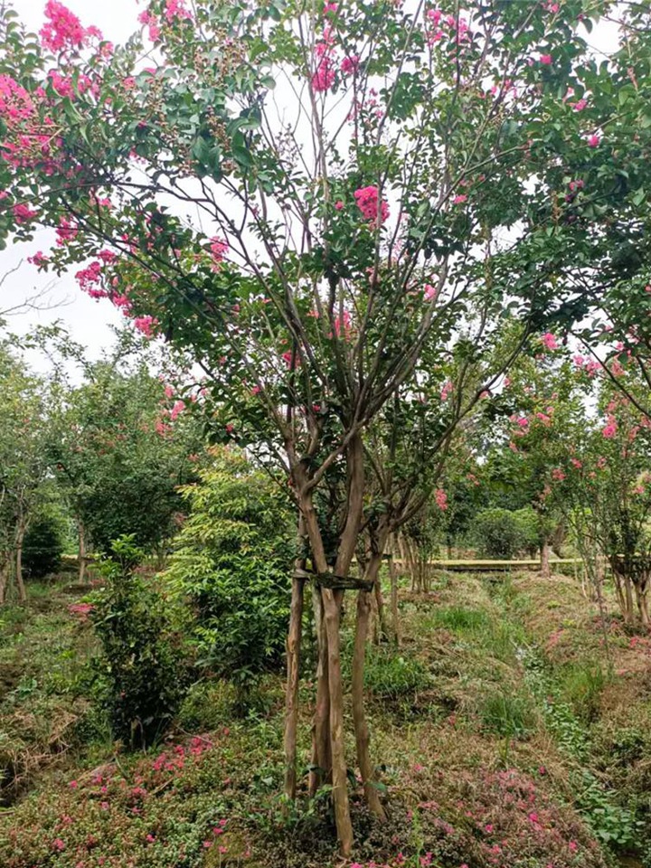 1671586345118313.jpeg 3904ad86364ccd0ed4d26c7715992b04.jpeg