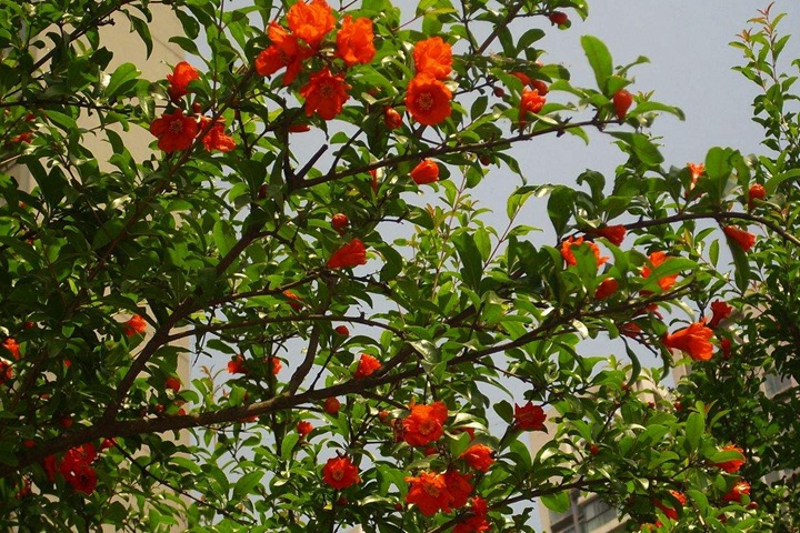 石榴樹 石榴樹