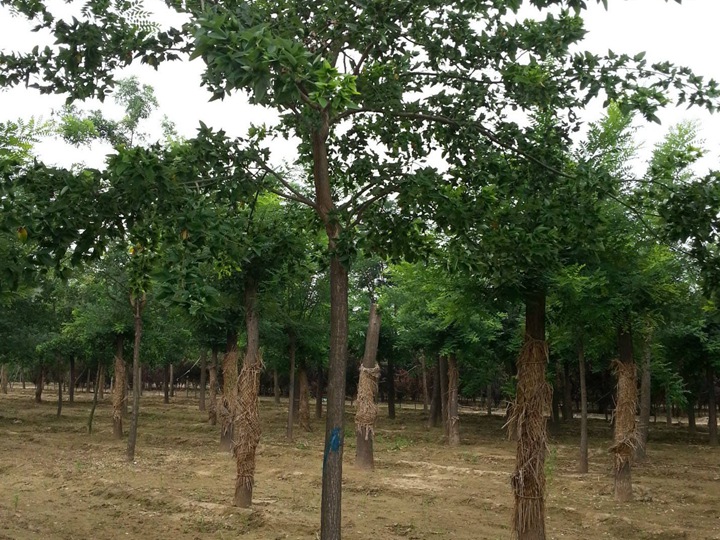 1686451947692228.jpg fc0bfaad2e7ae0bbb4f657c35c15eb9c_1646795961963274.jpg