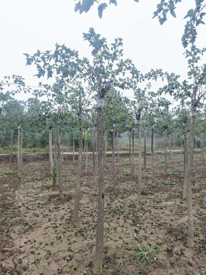 1686451957284984.jpg 3997399214dc1cc3ddddd52c1bb90de4_1646795960282140.jpg