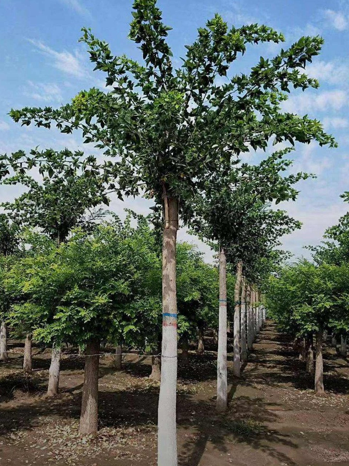 1686451965783815.jpg 976576df7d620f63c5dece5fd6a9a9d3_1646795960320850.jpg