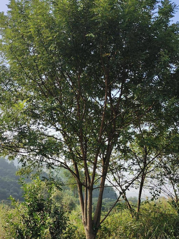 1686452506530088.jpg ffa8523f625dfcbc9ae54fa50fec76ac_1646798275986998.jpg