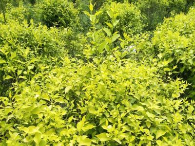 金葉絲棉木樹(shù)苗價(jià)格多少