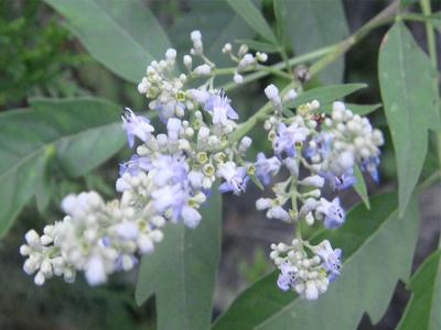 荊條扦插的最佳時(shí)間