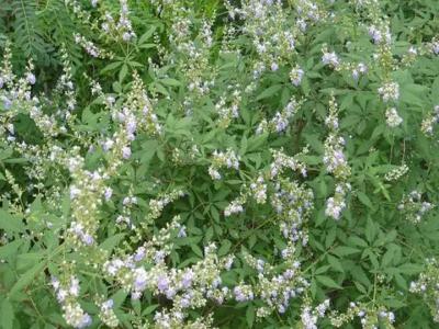 荊條種子怎樣處理才會(huì)發(fā)芽