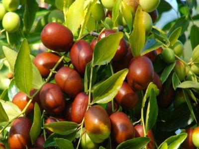 棗樹(shù)幾月開(kāi)花