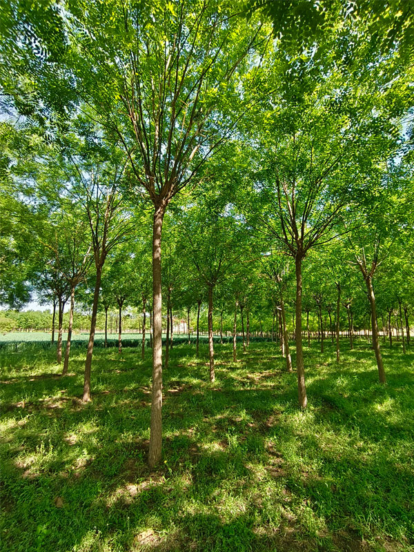 1731052319876118.jpg 32.jpg