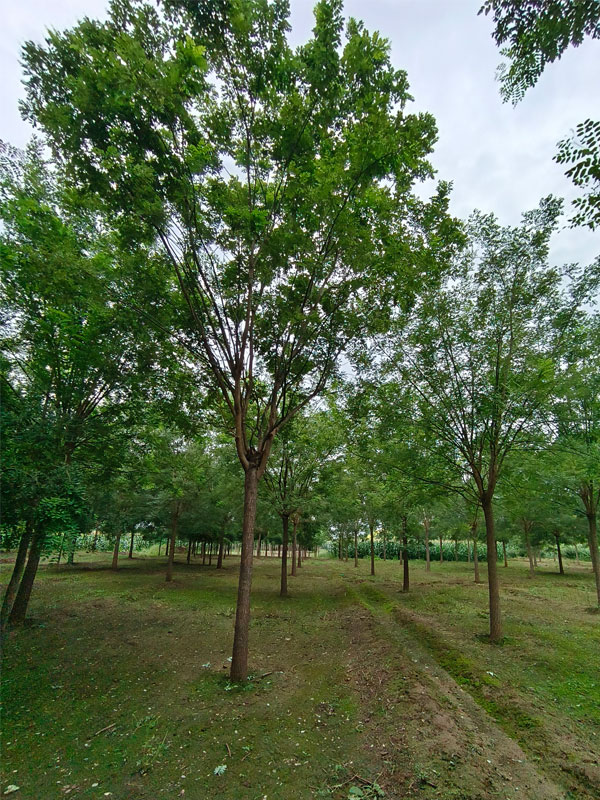 1731052466790784.jpg 34.jpg