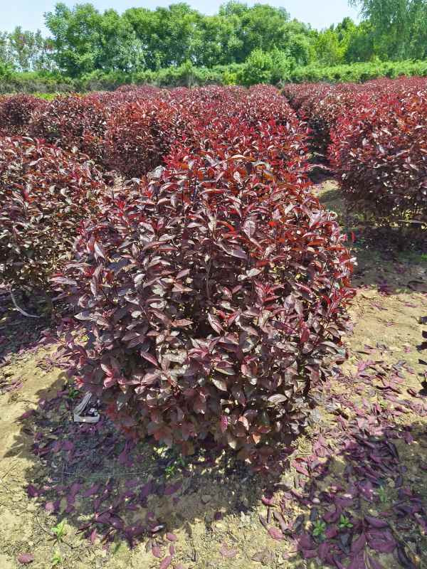 1731911246190195.jpg IMG_20230507_114041.jpg