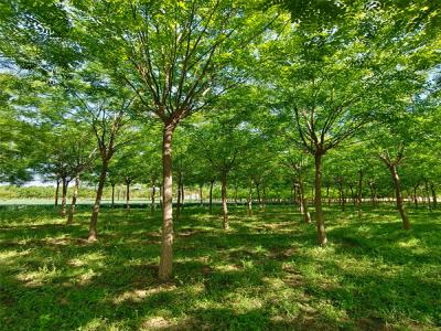 國槐樹:城市園林綠化的優(yōu)選樹種
