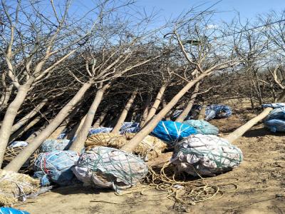 園林綠化升級:國槐樹移栽技術(shù)與實踐案例