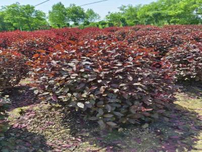 紅葉李球移栽成活率提升秘籍(淶源免費(fèi)苗木報價)