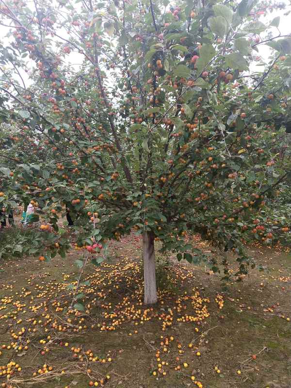 1734328861570523.jpg IMG_20210913_150432.jpg