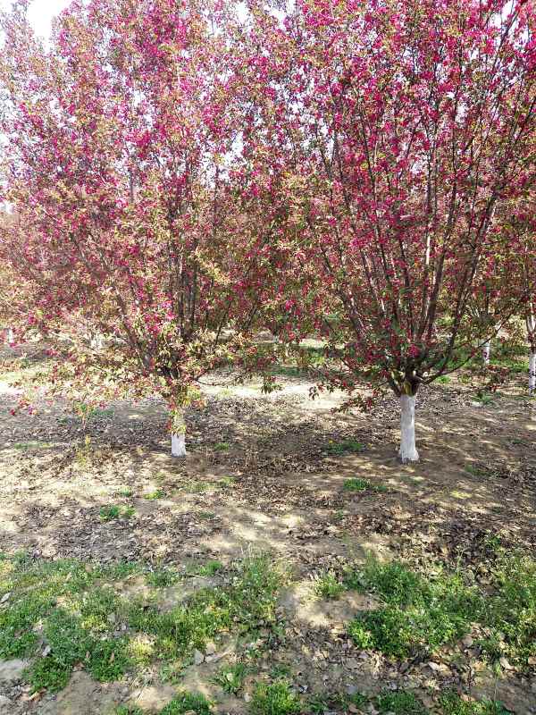 1734329174469114.jpg IMG_20210407_095357.jpg