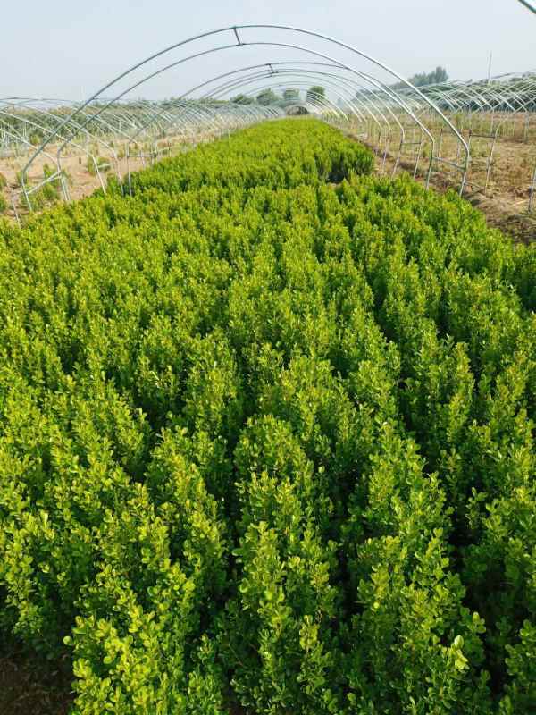 1734413575995162.jpg mmexport1634795012640.jpg