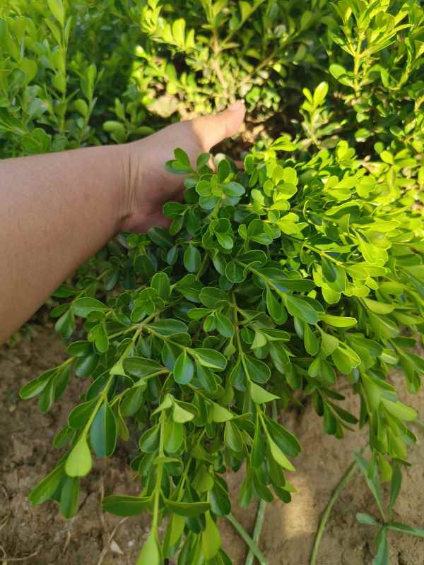 1734420391732651.jpg IMG_20230629_163341.jpg