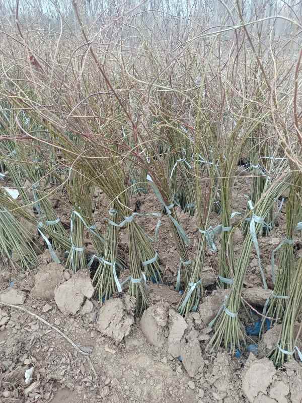 1734571268169854.jpg IMG_20220318_123146.jpg