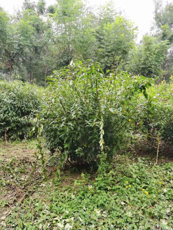 1734572021701031.jpg mmexport1635226928288.jpg