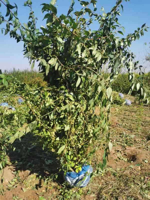 1734572799758753.jpg mmexport1635226676933.jpg