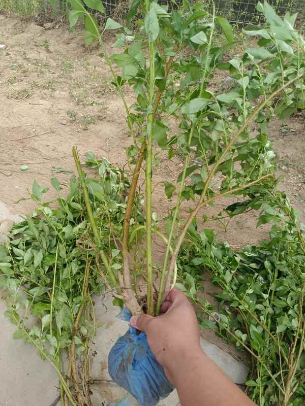 1734574395748278.jpg IMG_20220609_151844.jpg