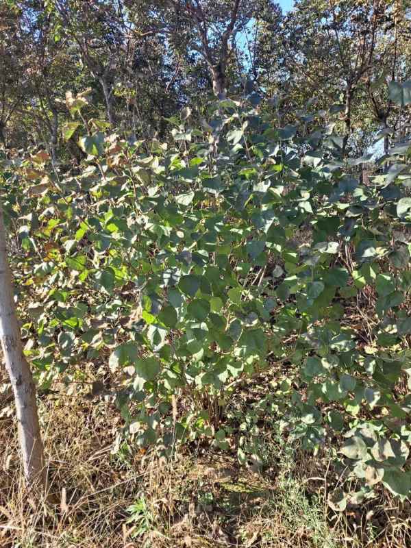 1734676668742472.jpg mmexport1635480471903.jpg