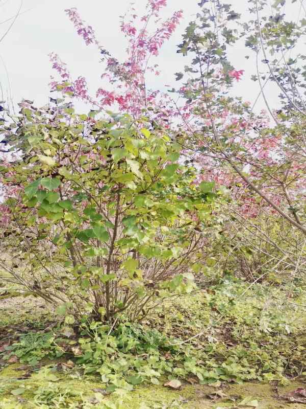 1734676919942128.jpg mmexport1635480348520.jpg