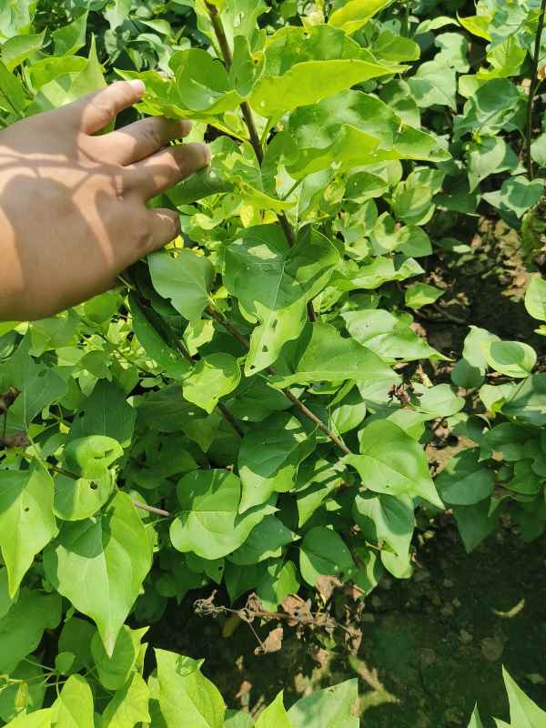 1734677288258907.jpg IMG_20230831_105650.jpg