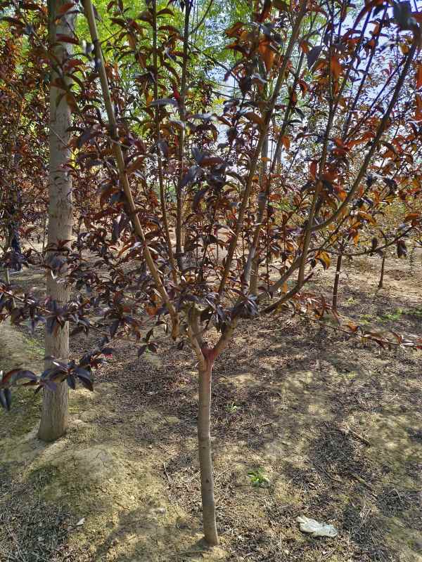 1734761926518040.jpg IMG_20230426_150241.jpg