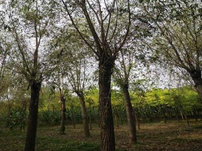 金絲垂柳如何為城市園林增添色彩和生機_最新苗木行情價格免費報價