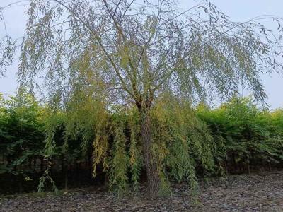 金絲垂柳在園林綠化中自然與藝術(shù)的雙重體現(xiàn)_最新苗木行情價格免費報價