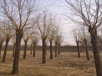 金絲垂柳為城市園林中的璀璨明珠，彰顯其獨(dú)特價(jià)值_最新苗木行情價(jià)格免費(fèi)報(bào)價(jià)