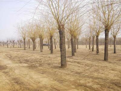 金絲垂柳的生態(tài)習(xí)性有哪些_最新苗木行情價(jià)格免費(fèi)報(bào)價(jià)