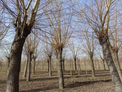 金絲垂柳生長環(huán)境監(jiān)測與調(diào)控_最新苗木行情價(jià)格免費(fèi)報(bào)價(jià)