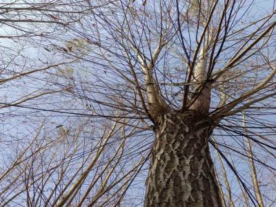 金絲垂柳營養(yǎng)診斷與施肥優(yōu)化_最新苗木行情價(jià)格免費(fèi)報(bào)價(jià)