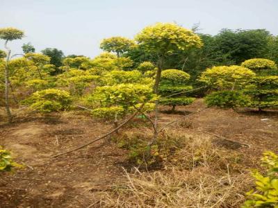 造型金葉榆：從選種到養(yǎng)護(hù)的全過(guò)程_提供免費(fèi)苗木報(bào)價(jià)