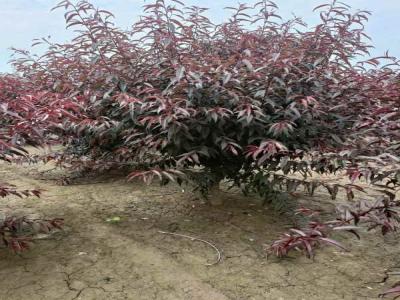 城市綠化新趨勢(shì)：紅葉碧桃的多樣應(yīng)用及苗木報(bào)價(jià)