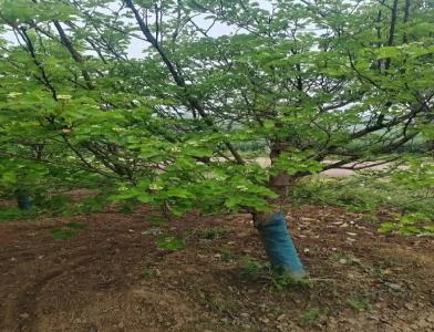 普及12公分垂柳種植需要注意點(diǎn)什么呢！