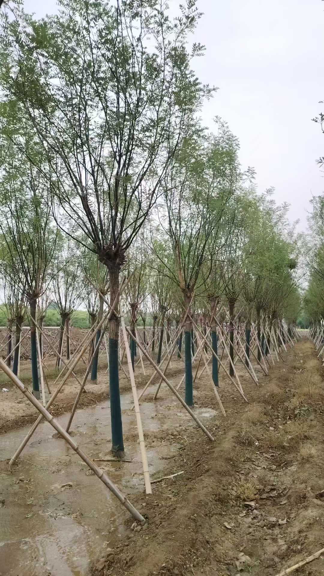 1755304970944963.jpg 1750402392956483.jpg