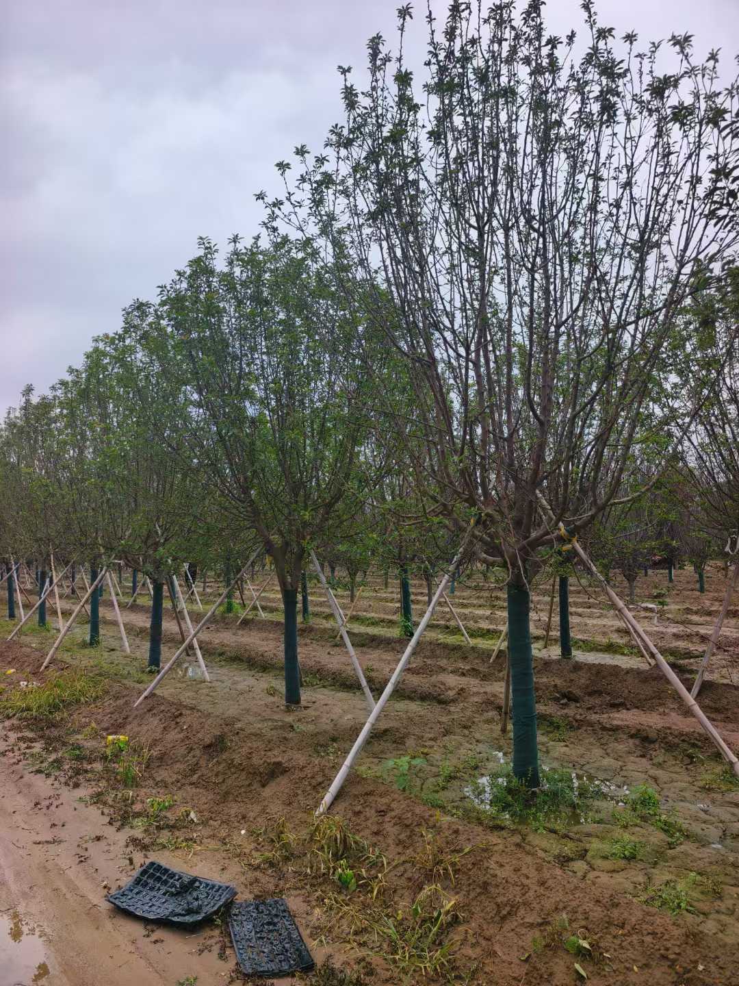 1755305053516913.jpg 1750402035663327.jpg