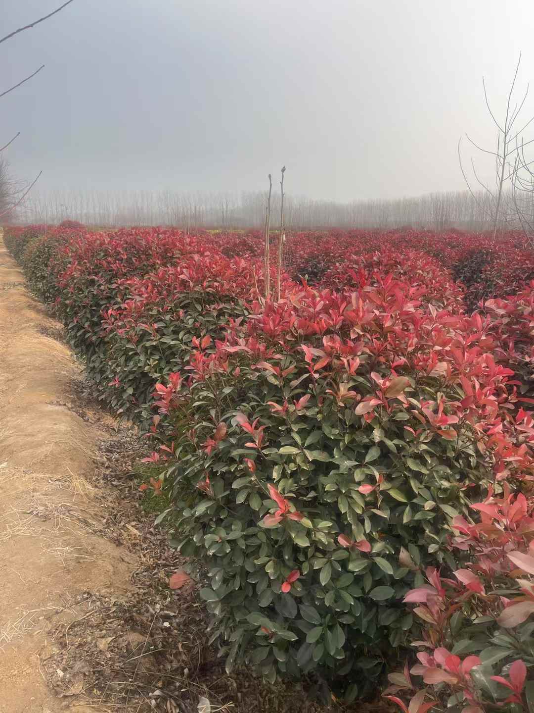 1757555114849348.jpg 1750402554490535.jpg